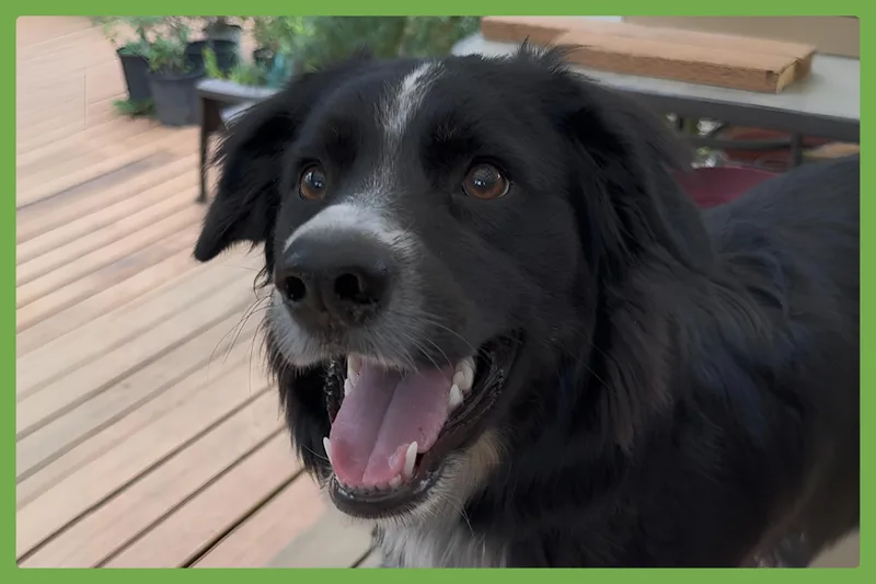 A baby medium-sized female Tricolor (Brown, Black, & White) English Springer Spaniel dog named Millie for adoption in Amherst, MA