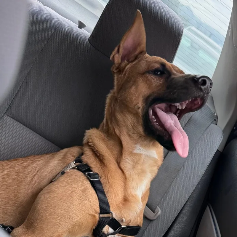 Scooby