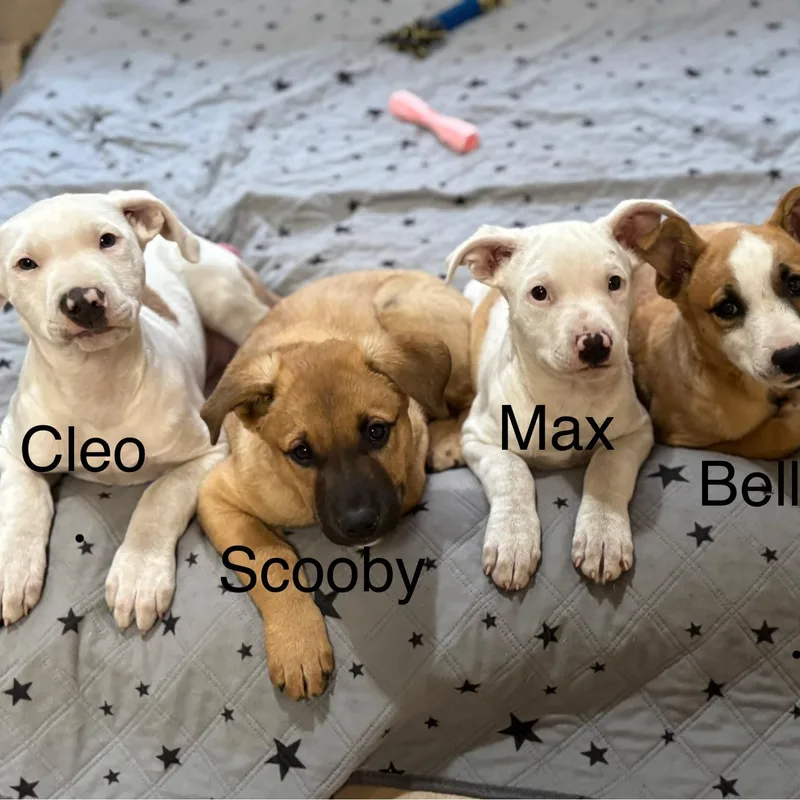 Scooby thumbnail 4