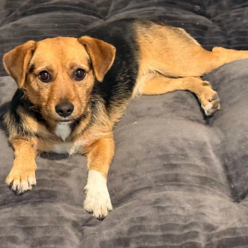 A young small-sized female Wirehaired Terrier dog named Amber for adoption in San Saba, TX