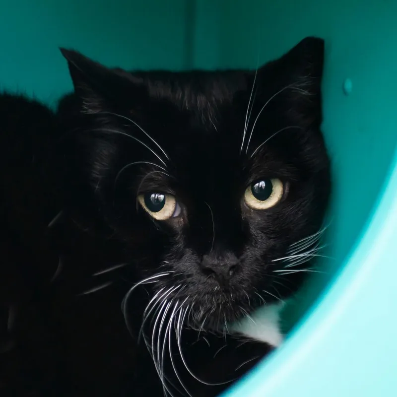 An adult extra large-sized female Black Domestic Short Hair cat named Lydia for adoption in Middletown, RI