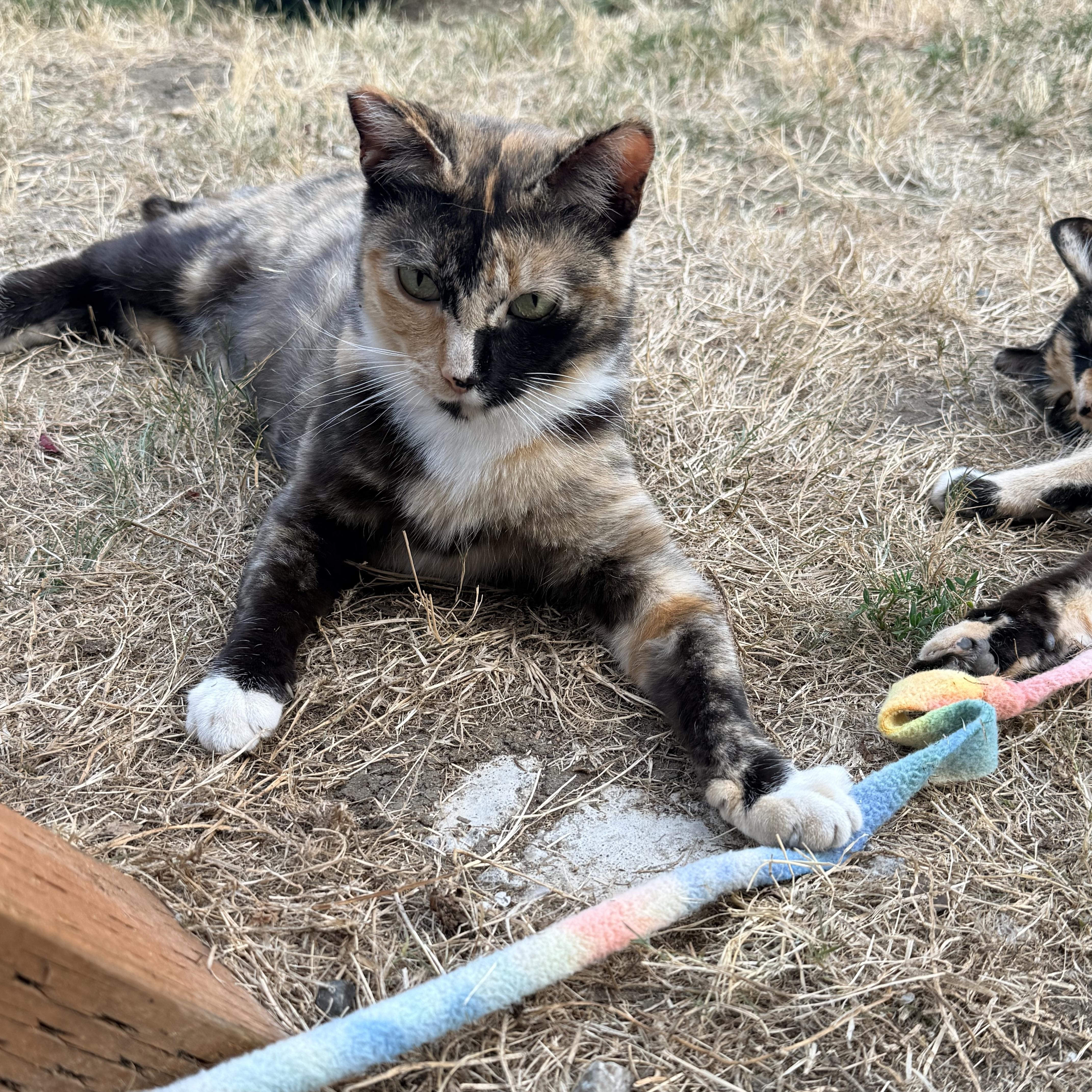 A young medium-sized male American Shorthair cat named Mango & Harley for adoption in Kirkland, WA