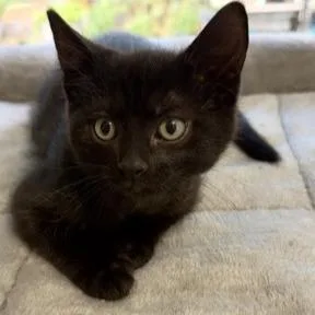 A baby small-sized male Black Domestic Short Hair cat named Howard C for adoption in Princeton, MN