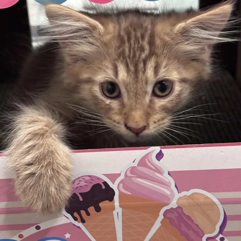 Citrus thumbnail 6