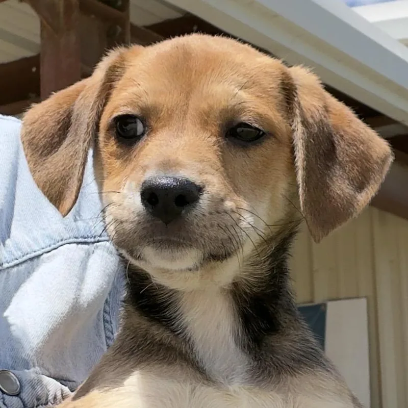 A baby medium-sized female Brown / Chocolate Mixed Breed dog named Amy Pond for adoption in Leander, TX