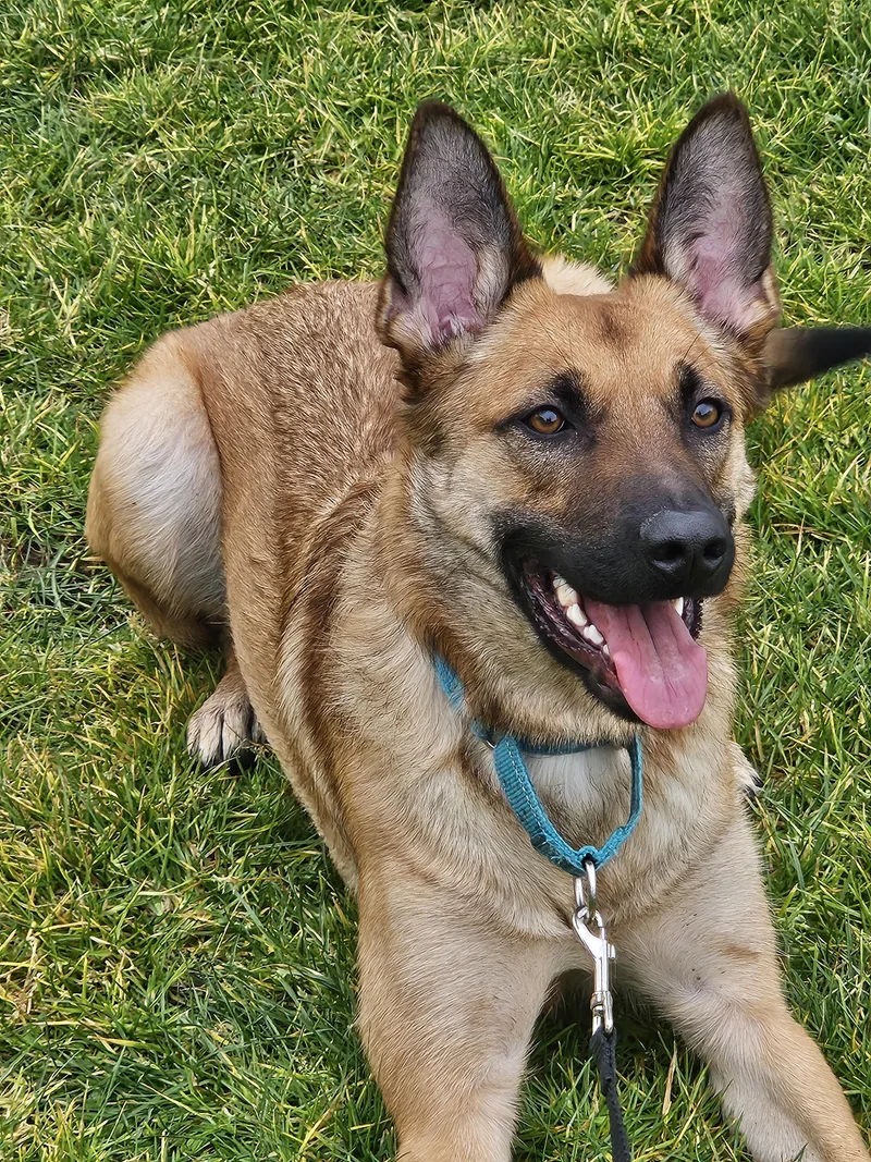A young large-sized female Belgian Shepherd / Malinois dog named Cs Ella for adoption in Vancouver, WA