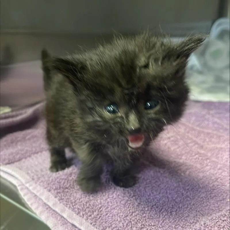 A baby small-sized female Domestic Medium Hair cat named Tawny for adoption in Tacoma, WA