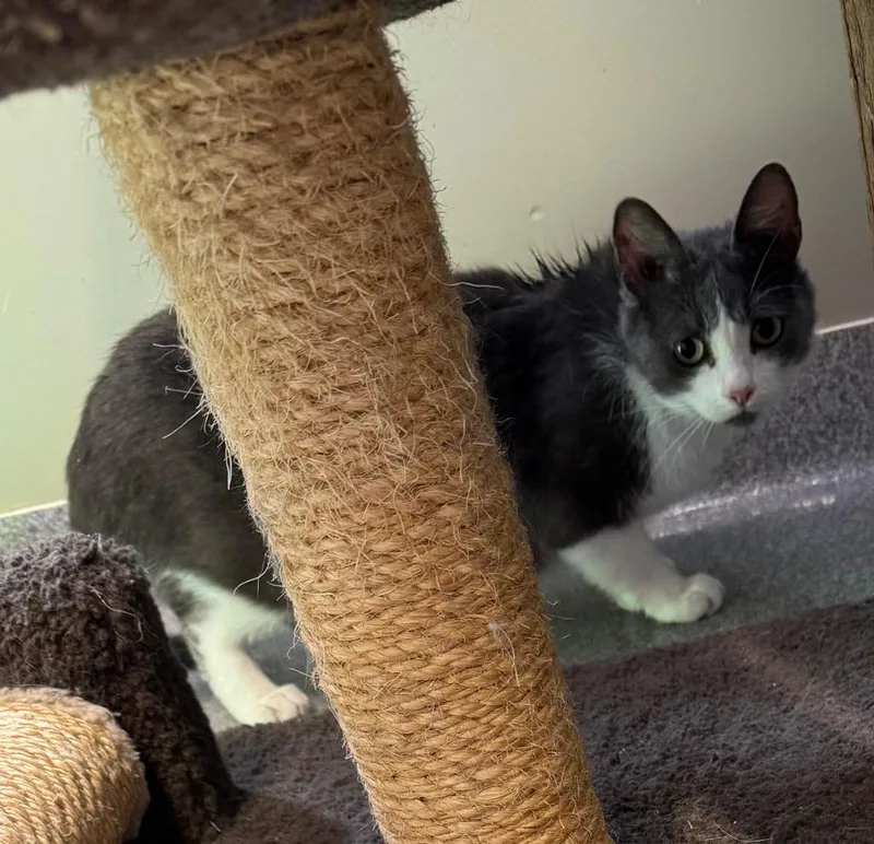 A young medium-sized female Domestic Short Hair cat named Twinkle Toes for adoption in Sidney, OH