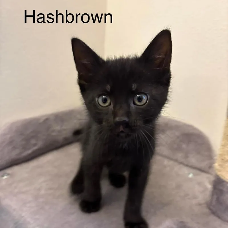 A baby small-sized male Black Domestic Short Hair cat named Hashbrown for adoption in Chillicothe, IL