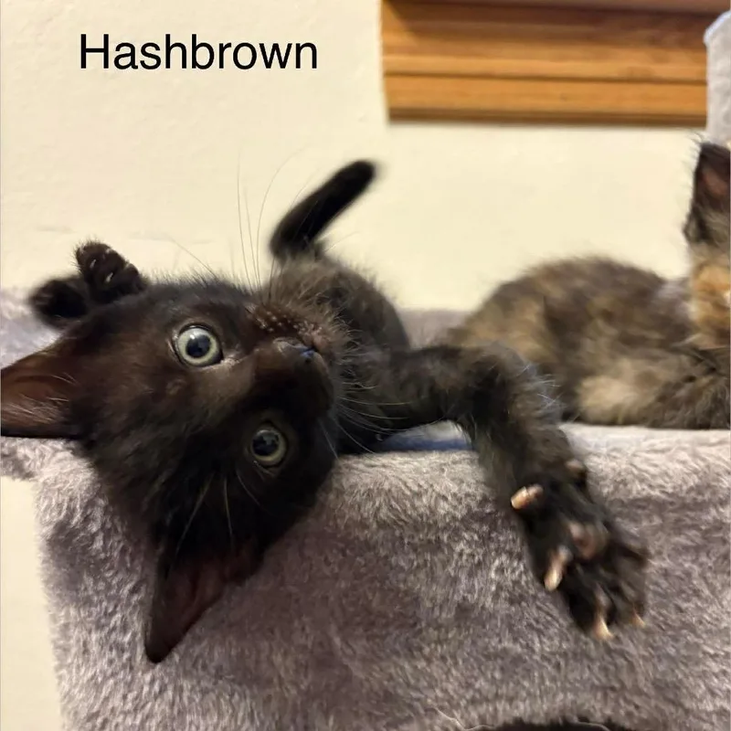 Hashbrown thumbnail 2