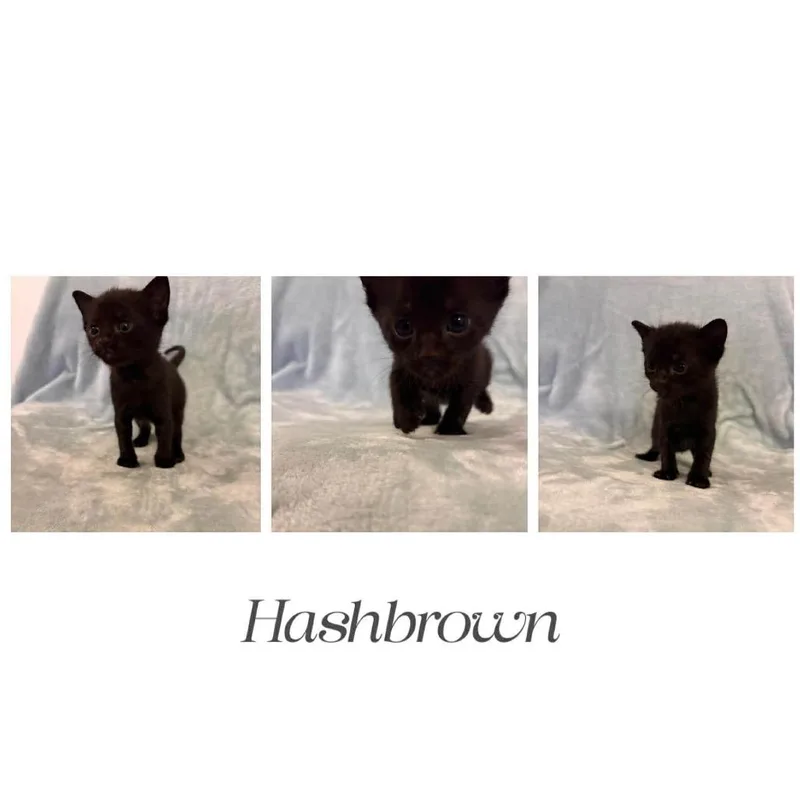 Hashbrown thumbnail 3