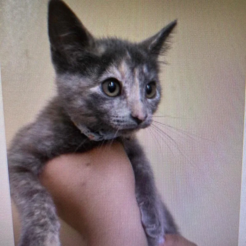 A young medium-sized female Domestic Short Hair cat named Princess for adoption in Los Angeles, CA