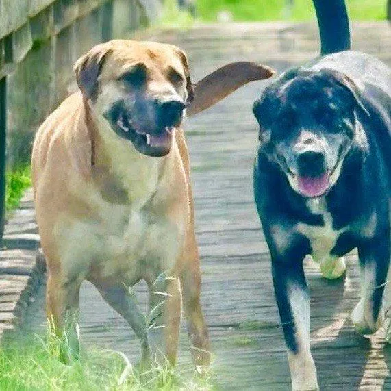A senior large-sized male Black Labrador Retriever dog named Enzo And Alaric for adoption in Justin, TX