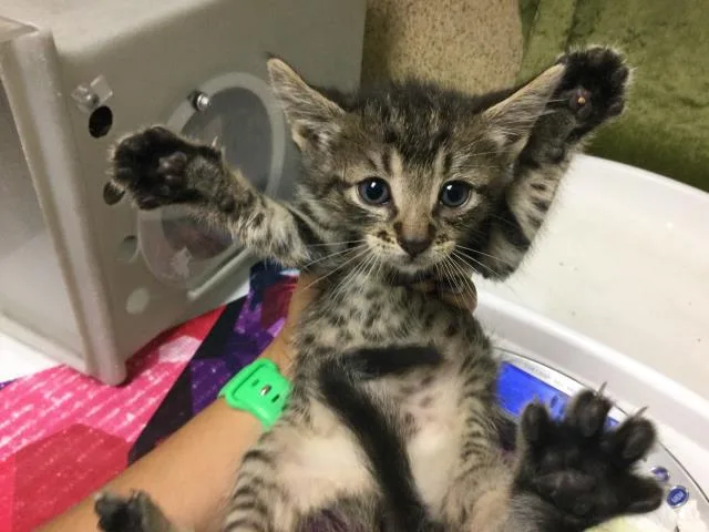 A baby small-sized male Domestic Short Hair cat named Ketchup for adoption in Riverside, CA