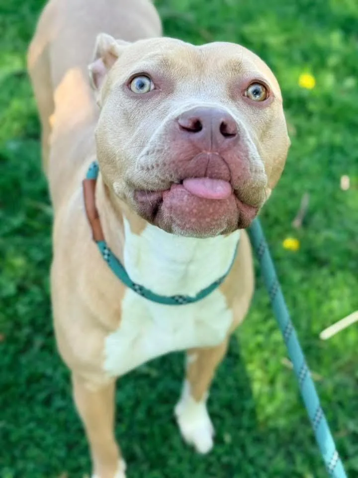 A young medium-sized female Yellow / Tan / Blond / Fawn Pit Bull Terrier dog named Benedetta for adoption in Chicago, IL
