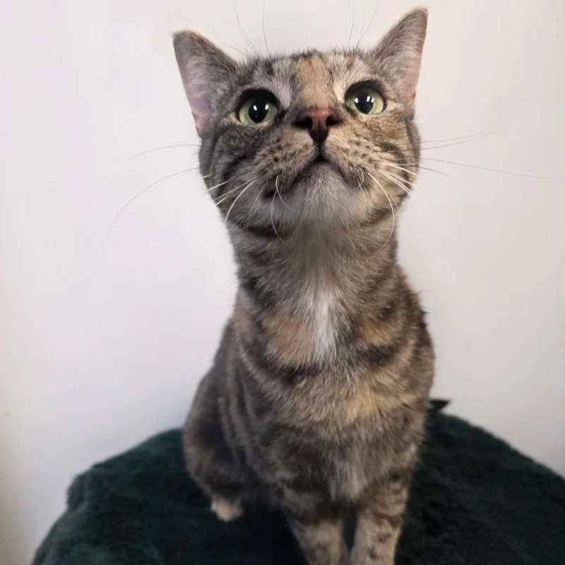 A young large-sized female Gray / Blue / Silver Domestic Short Hair cat named Sophie for adoption in Great Falls, MT