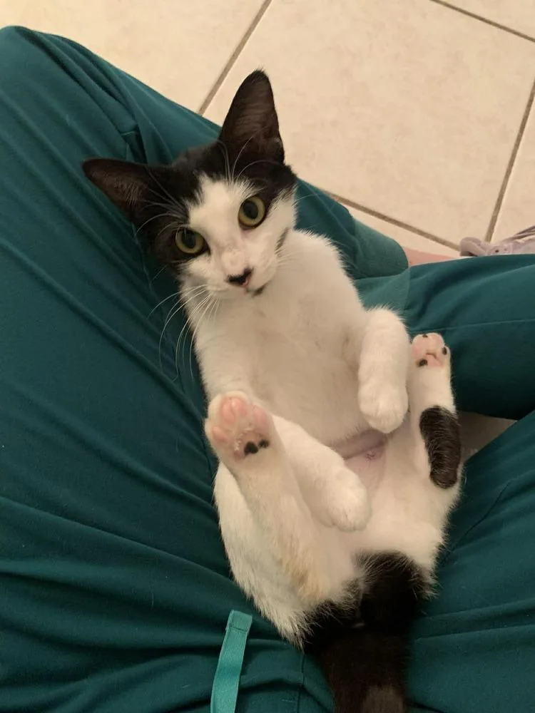 A baby medium-sized female Black & White / Tuxedo Domestic Short Hair cat named Valero for adoption in Statesboro, GA