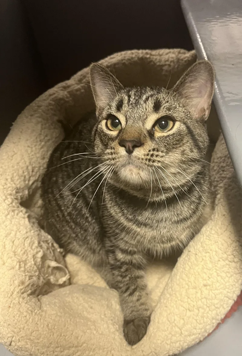 A young medium-sized male Tabby (Brown / Chocolate) Domestic Short Hair cat named Chester for adoption in Belchertown, MA