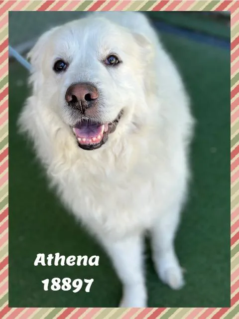 Athena thumbnail 2