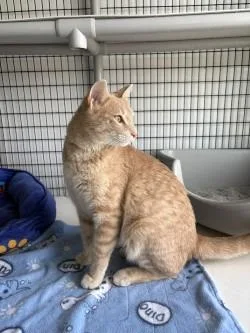 An adult medium-sized male Buff / Tan / Fawn Domestic Short Hair cat named Butterscotch for adoption in Black River Falls, WI