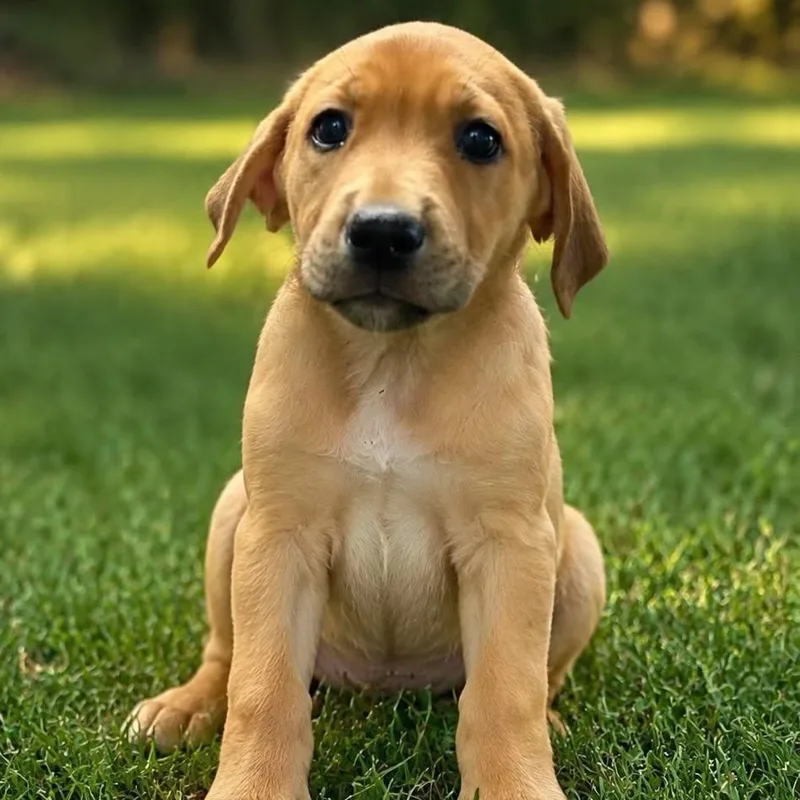 A baby medium-sized female Mixed Breed dog named Paulette Bonafonté for adoption in Cranston, RI