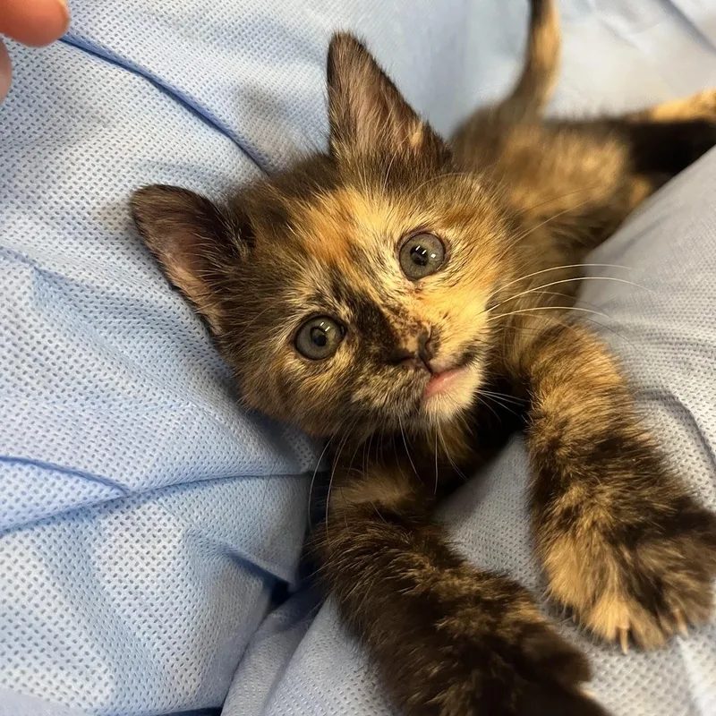 A baby medium-sized female Tortoiseshell Domestic Short Hair cat named Leg Press for adoption in Salisbury, NC