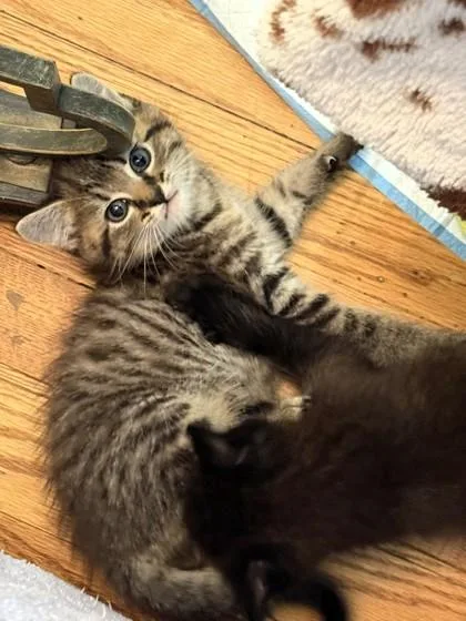A baby small-sized male Brown / Chocolate Domestic Short Hair cat named Hickory for adoption in Kansas City, MO