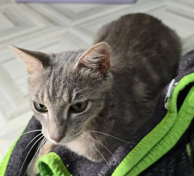 A young small-sized female Domestic Short Hair cat named Franny for adoption in Murphysboro, IL