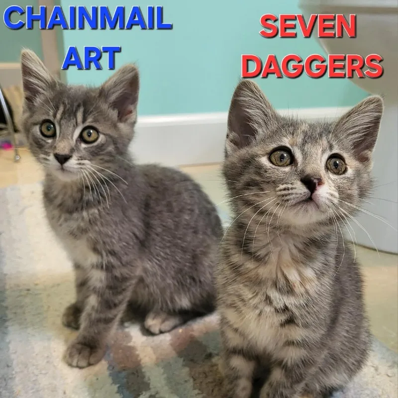 A baby small-sized female Torbie Domestic Short Hair cat named Seven Daggers for adoption in Fredericksburg, VA