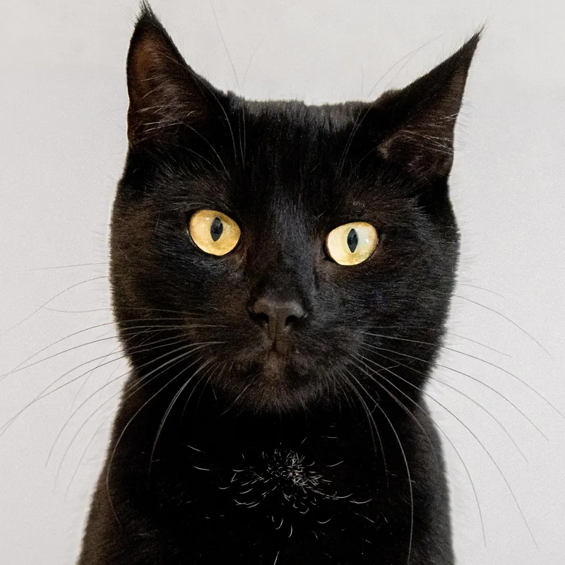 An adult medium-sized female Domestic Short Hair cat named Zoe for adoption in Victor, NY