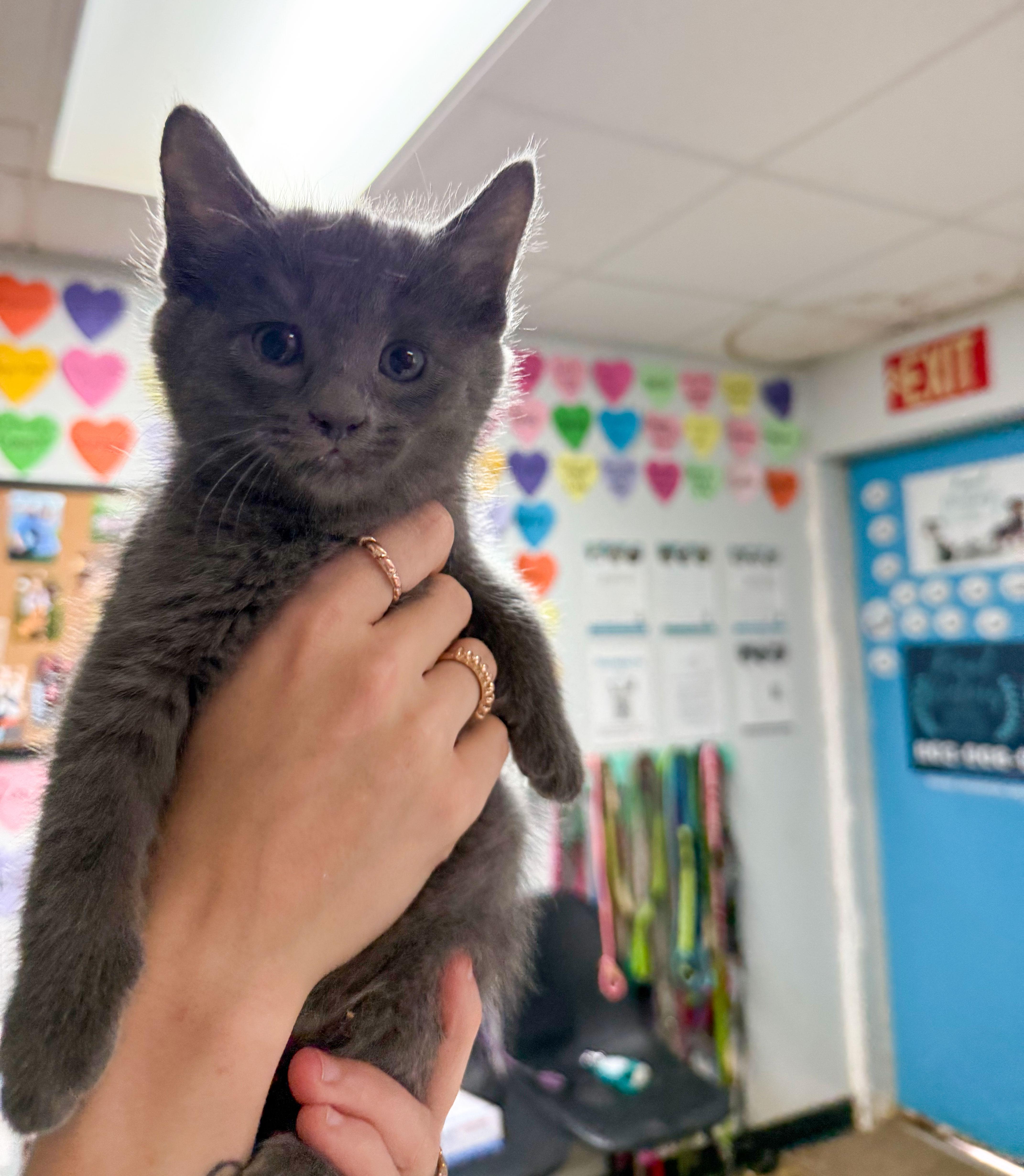 A baby medium-sized female Gray / Blue / Silver Domestic Short Hair cat named Hair Tie for adoption in Columbia, SC