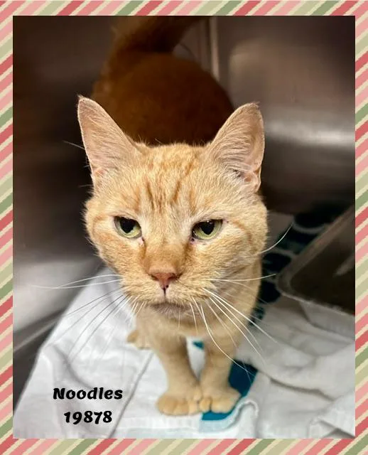 An adult medium-sized female Tabby (Orange / Red) Domestic Short Hair cat named Noodles for adoption in Marietta, GA