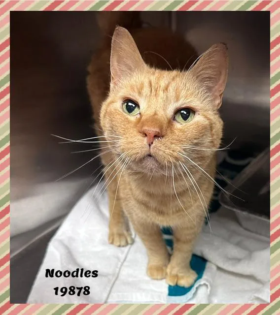 Noodles thumbnail 3