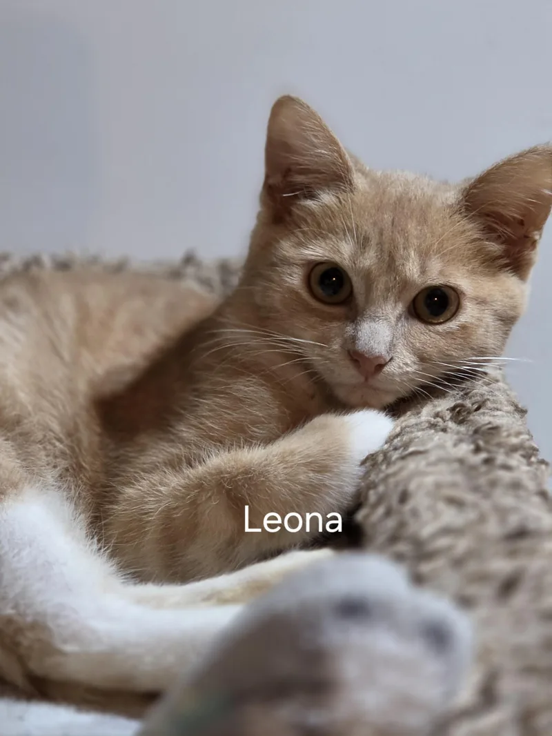 A baby large-sized female Buff / Tan / Fawn Domestic Short Hair cat named Leona for adoption in Medford, WI