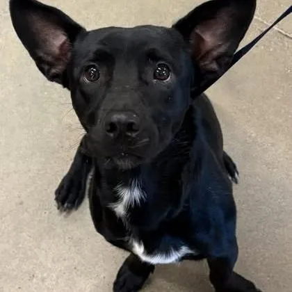 A young medium-sized male Corgi dog named Beetle Juice for adoption in Novelty, OH