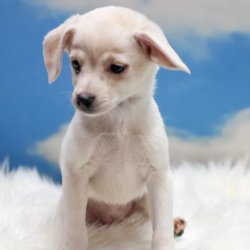 A baby small-sized female White / Cream Chihuahua dog named Pearl for adoption in Casa Grande, AZ