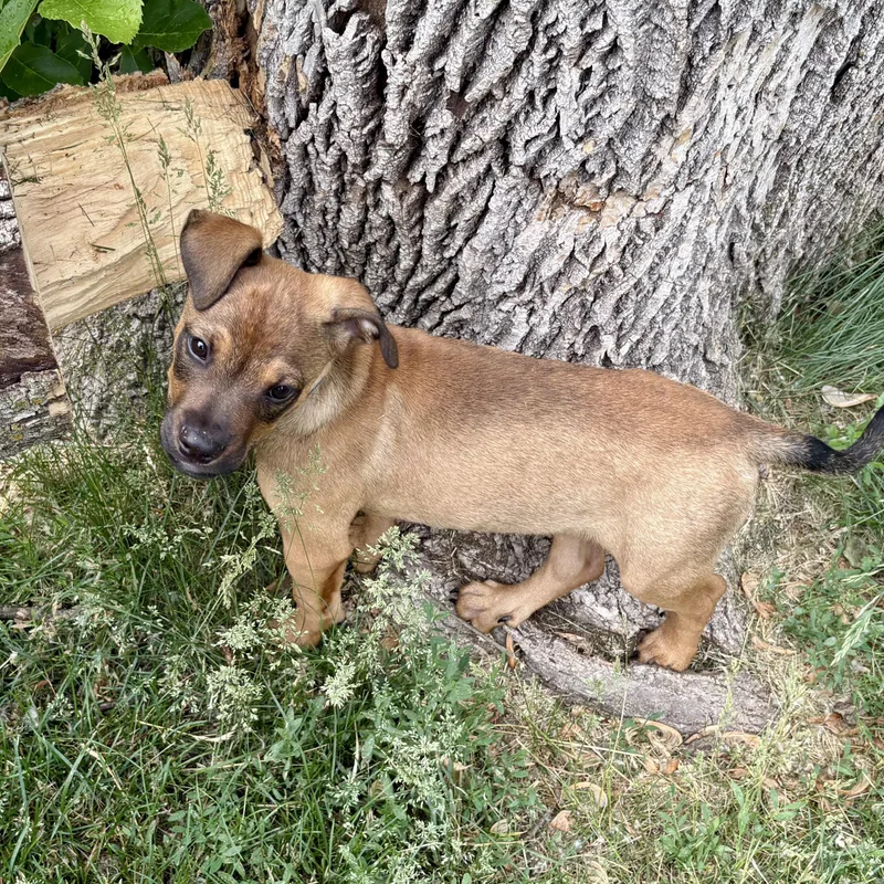 A baby medium-sized male Brown / Chocolate Mixed Breed dog named Eli for adoption in Prior Lake, MN