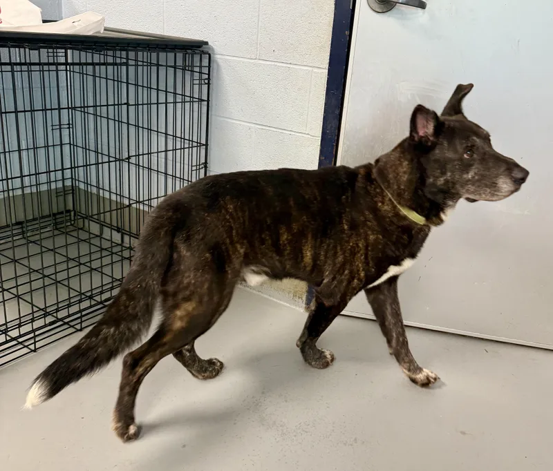 A senior large-sized male Black German Shepherd Dog dog named Rocky for adoption in Yonkers, NY