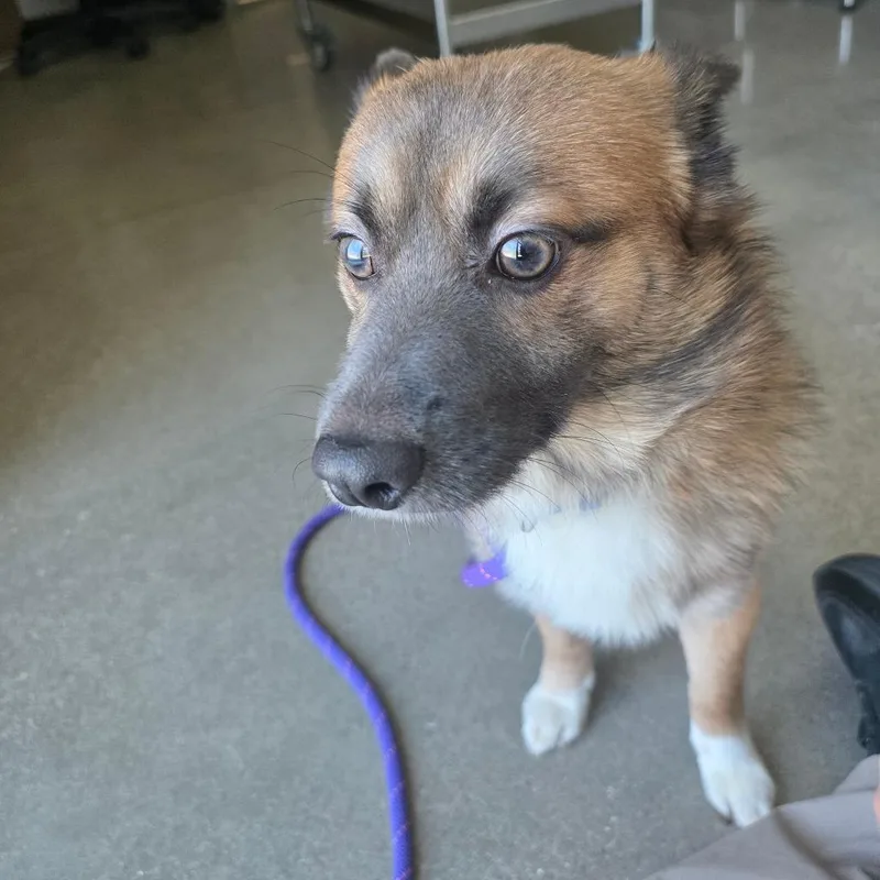 A young small-sized male Red / Chestnut / Orange Cardigan Welsh Corgi dog named Knox for adoption in Sand Springs, OK