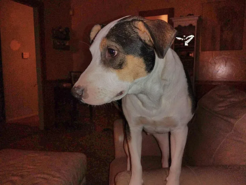 Bud