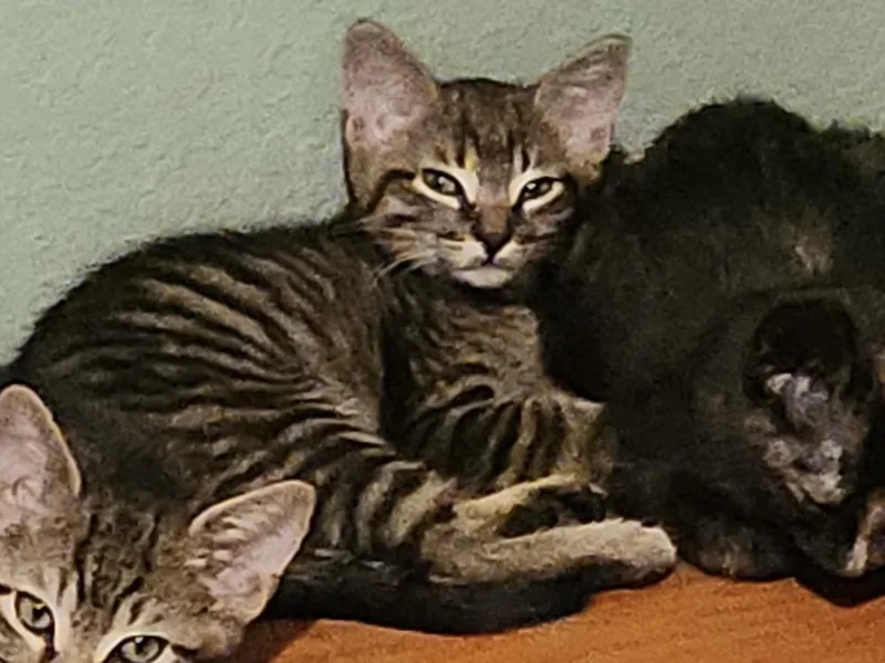 A baby small-sized male Domestic Short Hair cat named Onyx Night for adoption in Dallas, TX