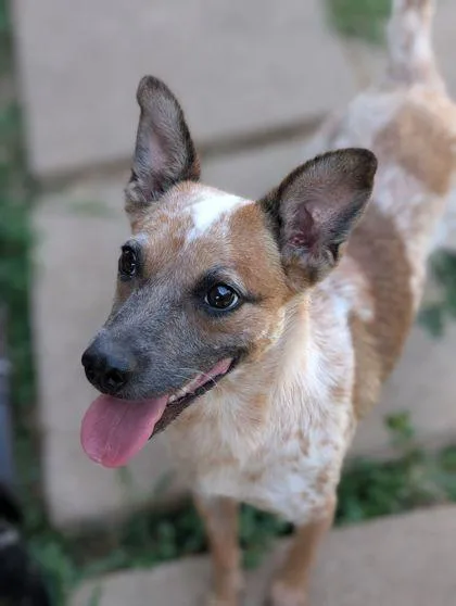 An adult large-sized female Fox Terrier dog named Bindi for adoption in Mansfield, TX