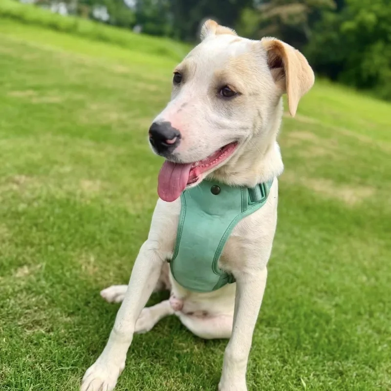 A baby medium-sized male Yellow Labrador Retriever dog named Chase for adoption in Warrior, AL