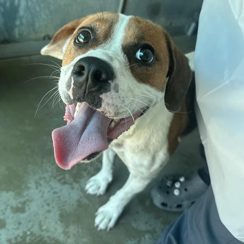 An adult medium-sized female Brown / Chocolate Beagle dog named Granola for adoption in Edinburg, TX