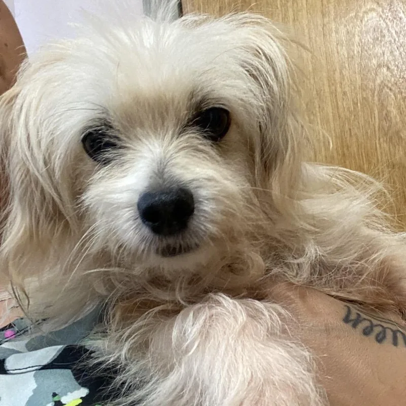 An adult small-sized female White / Cream Maltese dog named Camellia for adoption in Columbus, GA