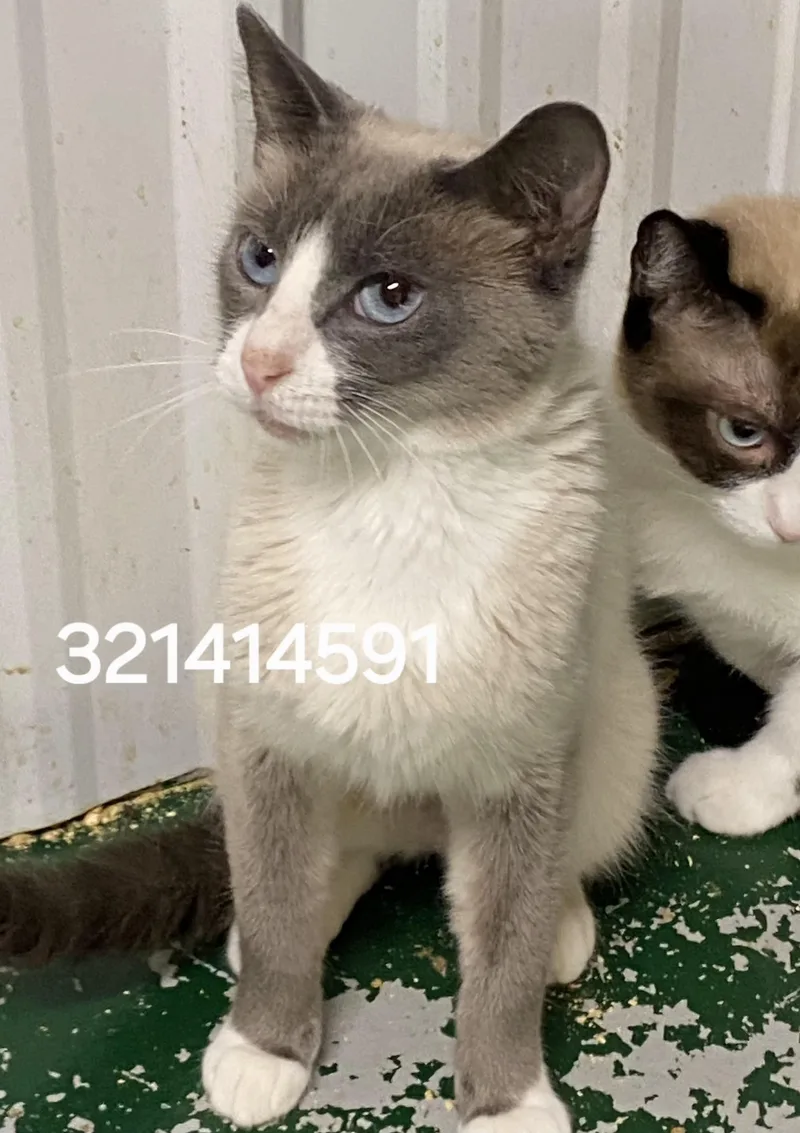 An adult medium-sized female Siamese cat named 321414591 for adoption in Lees Summit, MO