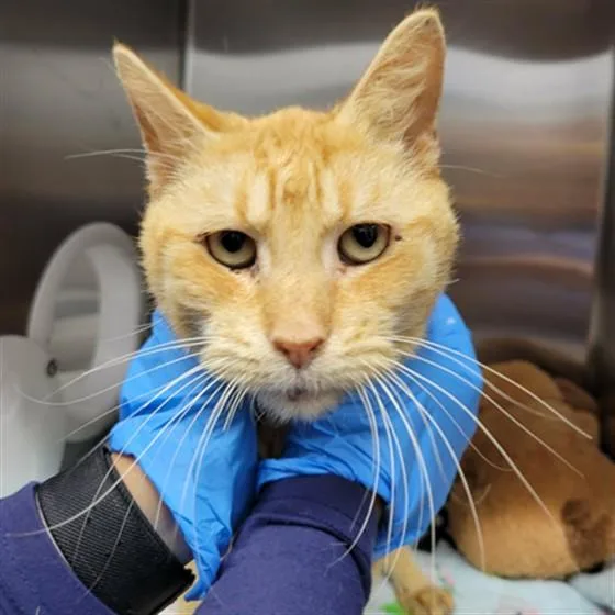 A senior large-sized male Domestic Short Hair cat named Bumble Bee for adoption in Naples, FL