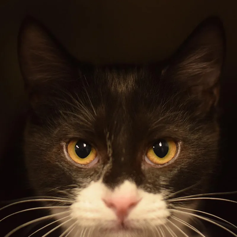 A baby small-sized male Black Domestic Short Hair cat named Modern Baseball for adoption in Belleville, IL