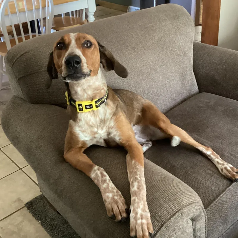 A young medium-sized female Coonhound dog named Phoebe Courtesy Listed for adoption in Midland, MI
