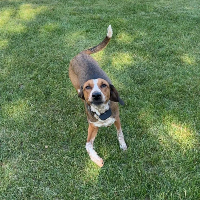 Phoebe Courtesy Listed thumbnail 4